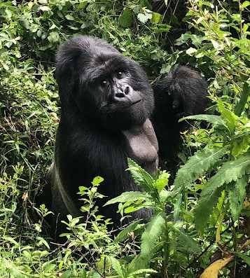 Tips for a Fabulous Gorilla Trek