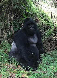 Tips for a Fabulous Gorilla Trek