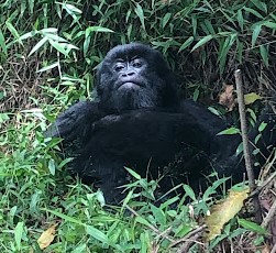 my experience trekking mountain gorillas