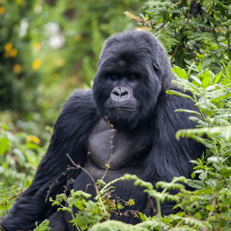My Unique Experience Trekking Mountain Gorillas in Uganda