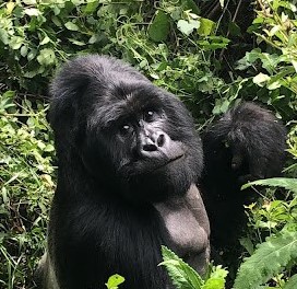 Tips for a Fabulous Gorilla Trek