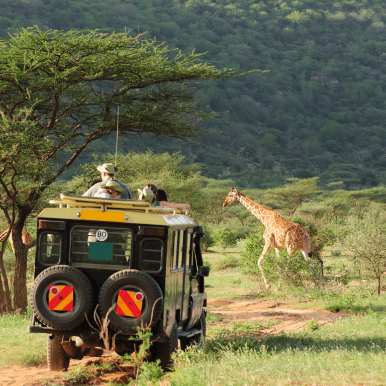 Safari Style