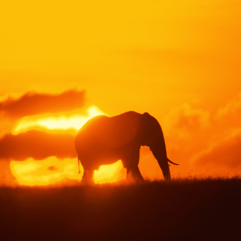 The Top 7 Great Reasons to Visit Kenya