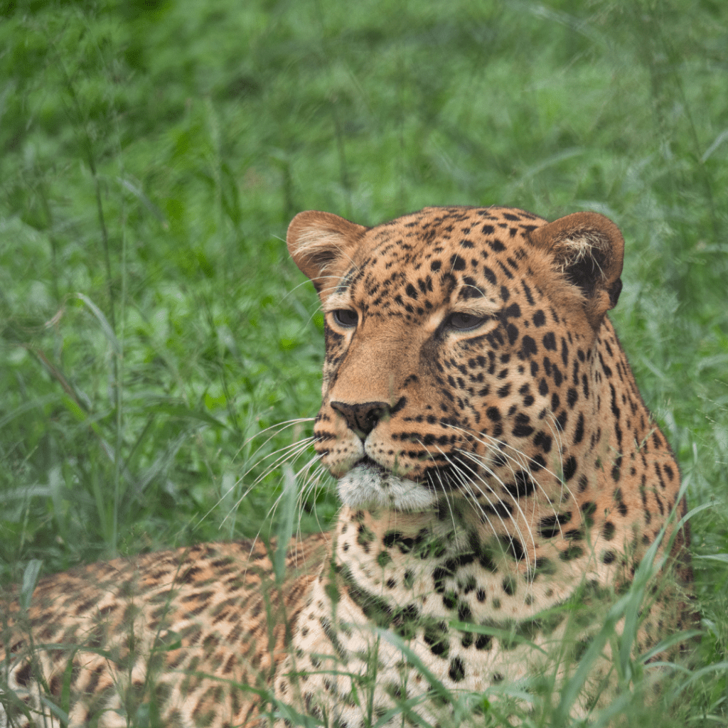 Nairobi National Park Day Trip