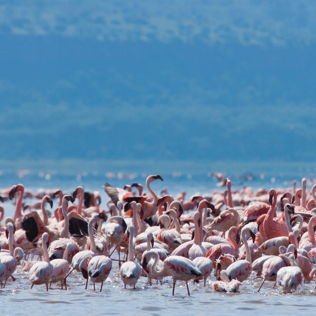 Lake Nakuru Nairobi Day Trip