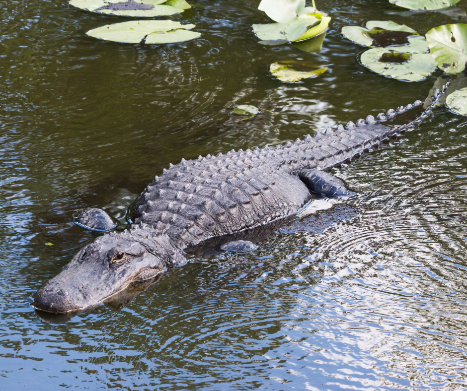 Louisiana