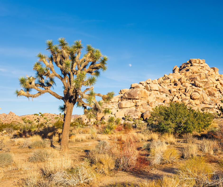 Joshua Tree National Park California