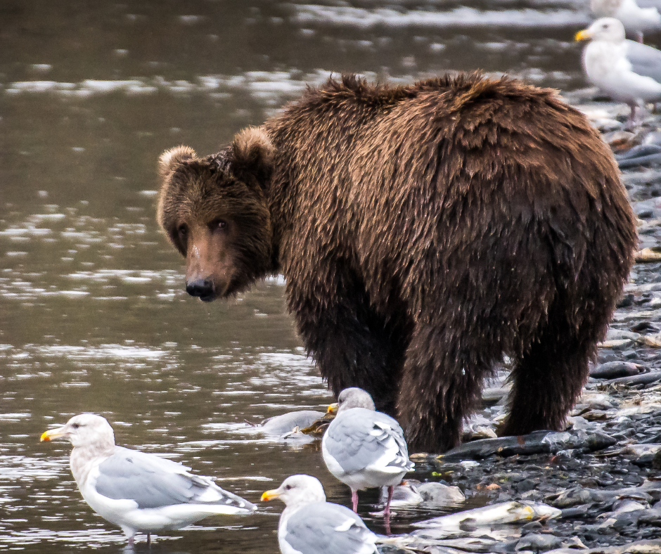 Kodiak Island Bear 