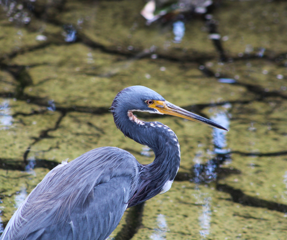 Louisiana