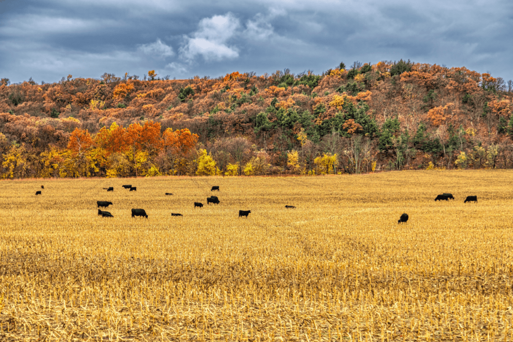 Kansas