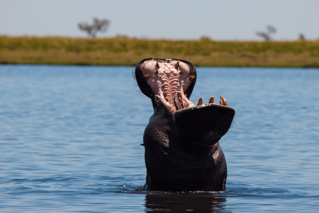 Chobe National Park