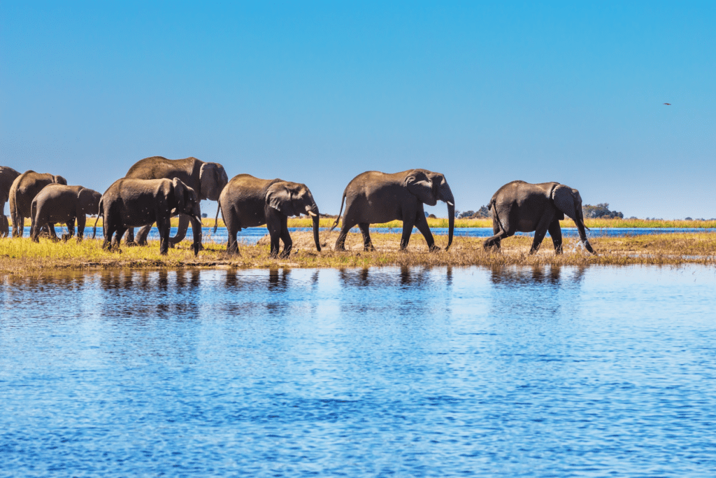 Chobe National Park