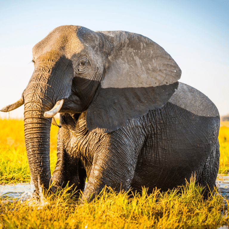 Remarkable Reasons to Visit Chobe National Park