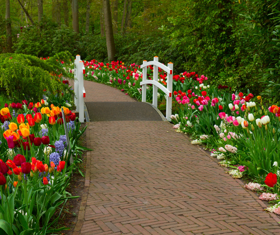 Tulip Time Cruising
