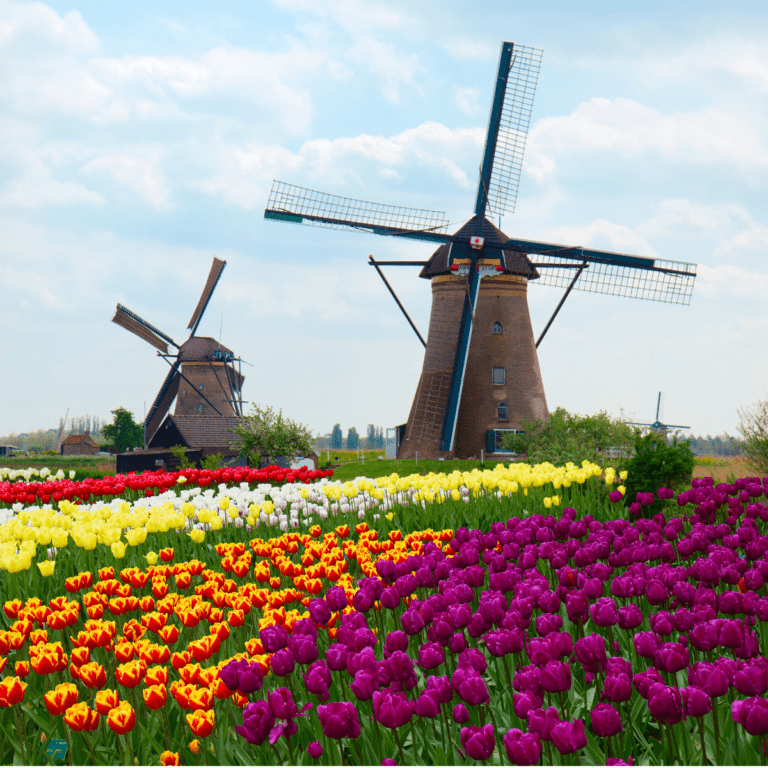 Cruising Amsterdam & Belgium During Tantalizing Tulip Time