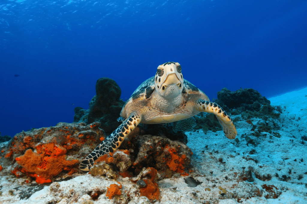 Cozumel