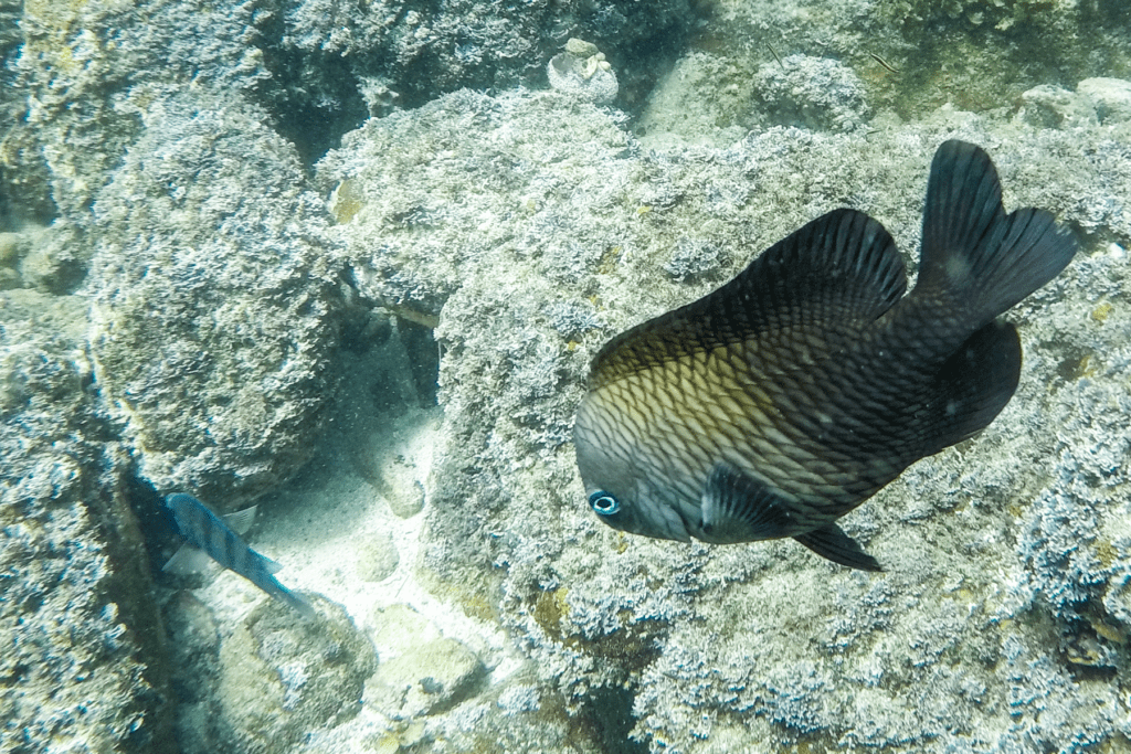 snorkel and dive Puerto Vallarta