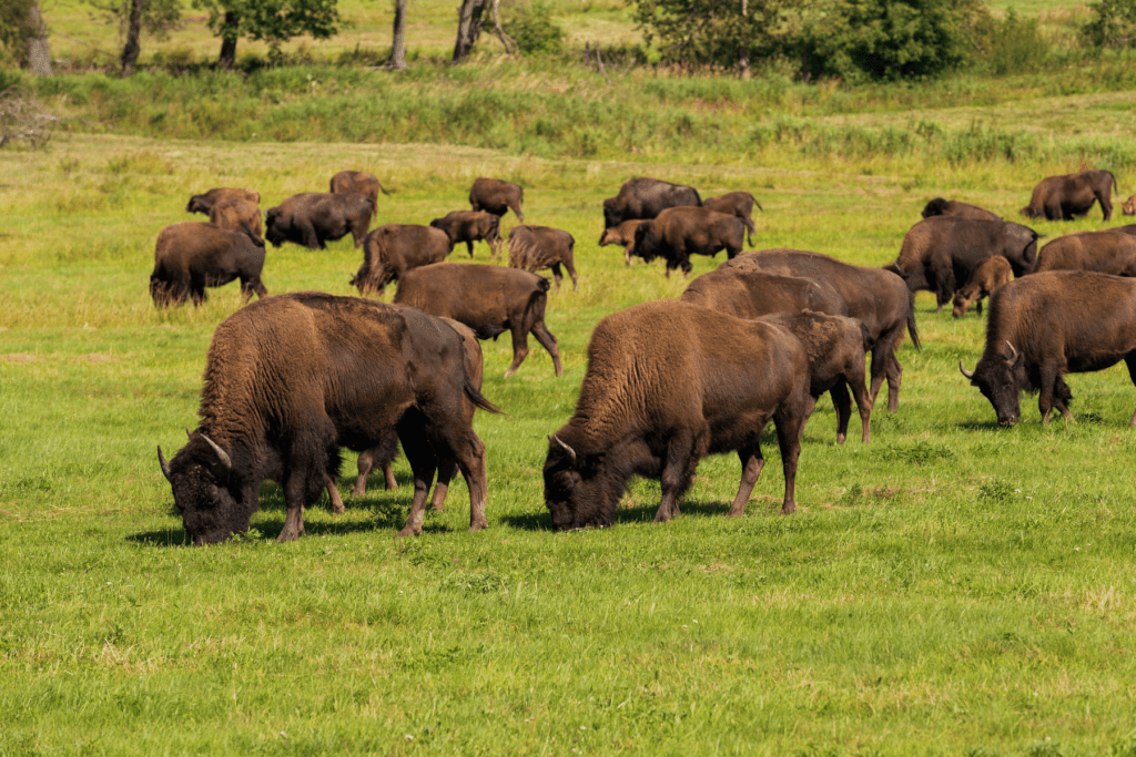 North Dakota