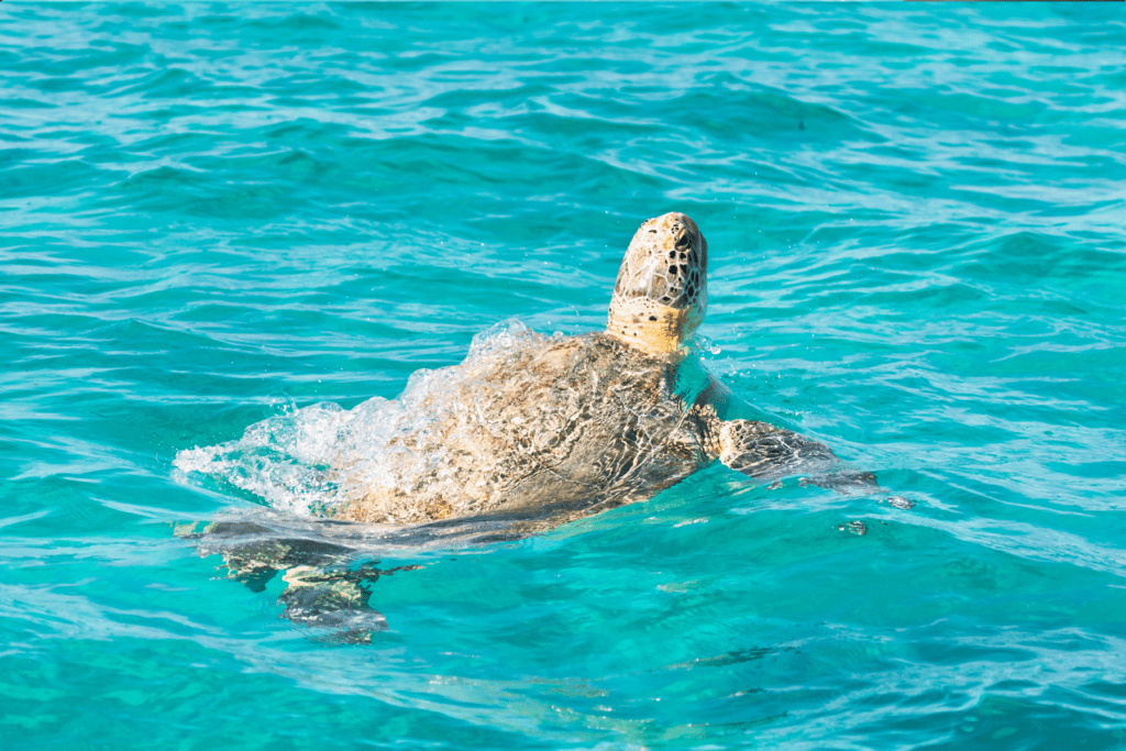 Yucatán Peninsula