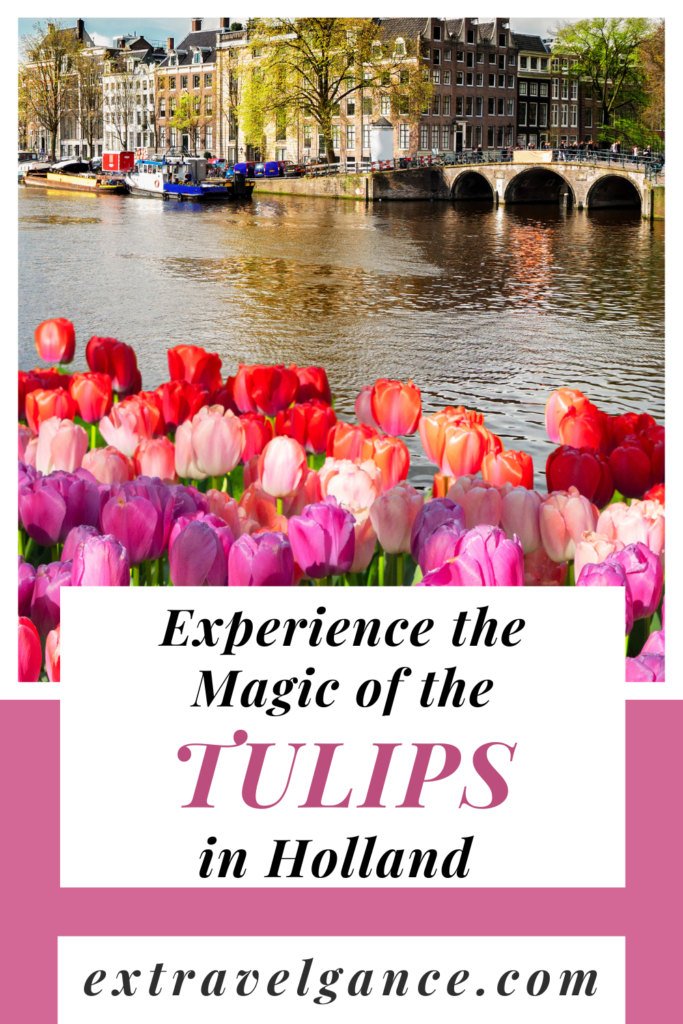 tulip season in Holland Amsterdam