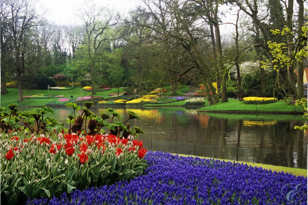 tulip season in Holland Amsterdam