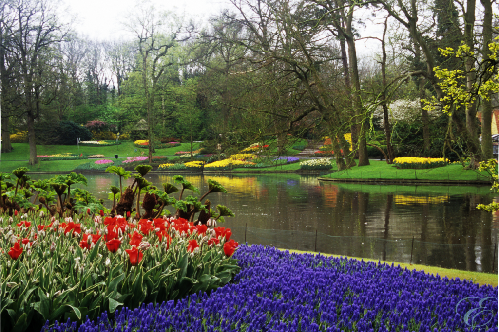 tulip season in Holland Amsterdam
