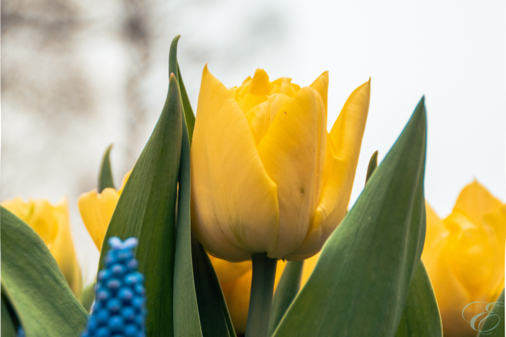 tulip season in Holland Amsterdam