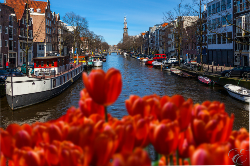 tulip season in Holland Amsterdam
