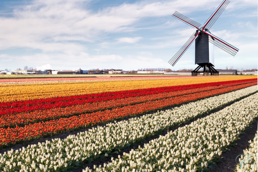 tulip season in Holland Amsterdam