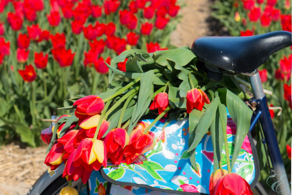 tulip season in Holland Amsterdam