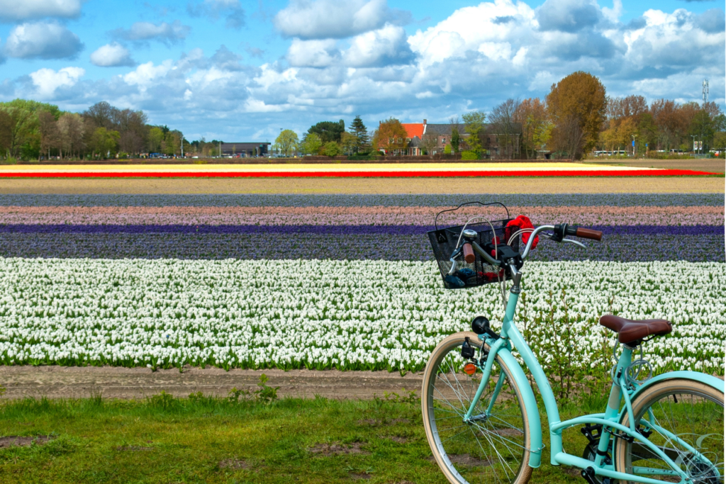 tulip season in Holland Amsterdam