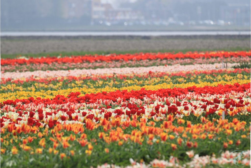 tulip season in Holland Amsterdam