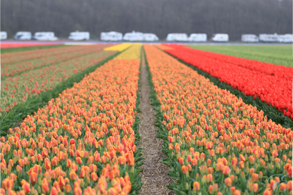 tulip season in Holland Amsterdam