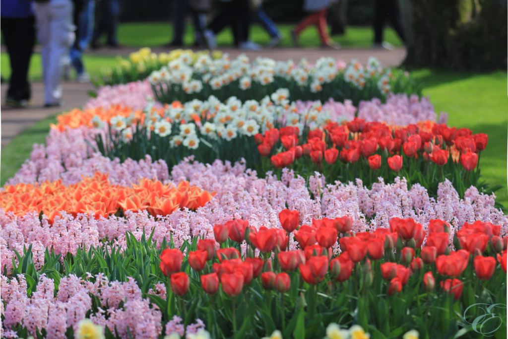 tulip season in Holland Amsterdam