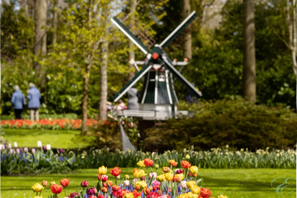 tulip season in Holland Amsterdam