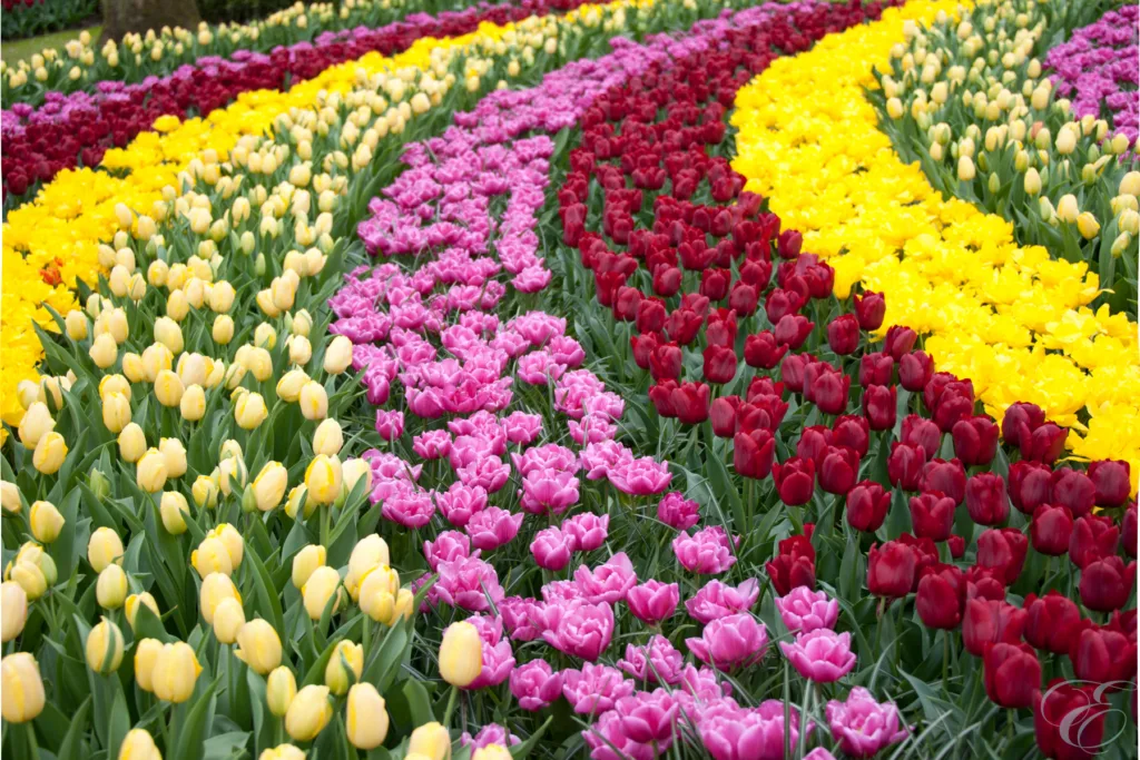 Day Trips from Amsterdam