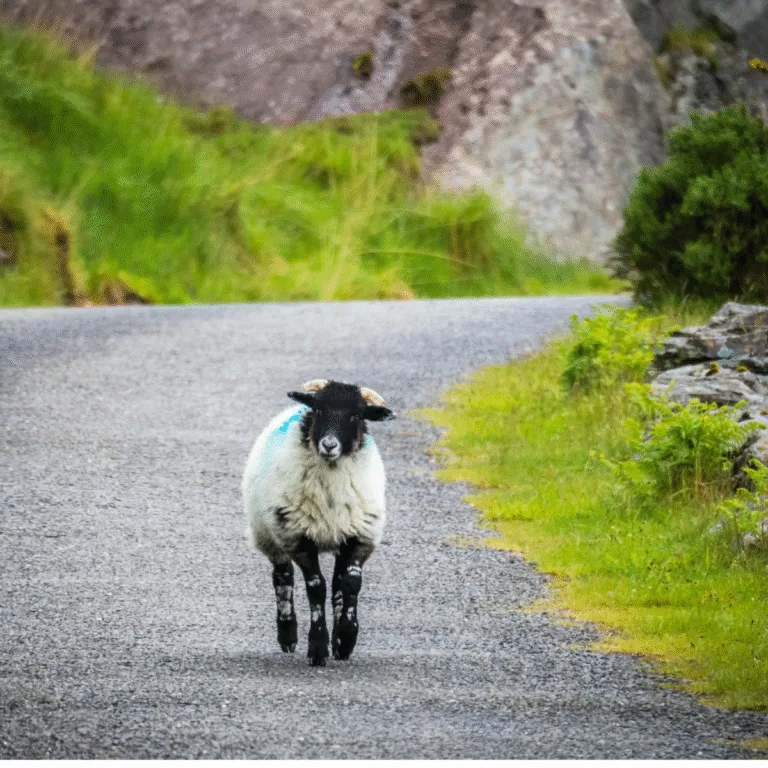 8 Enchanting Days in the Emerald Isle