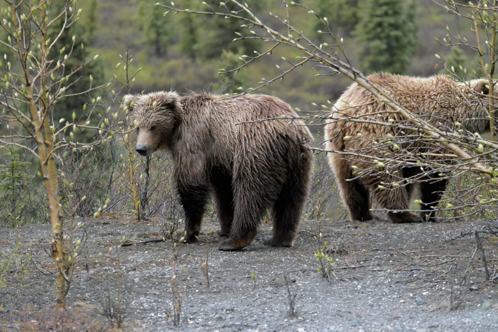 Denali and Talkeetna