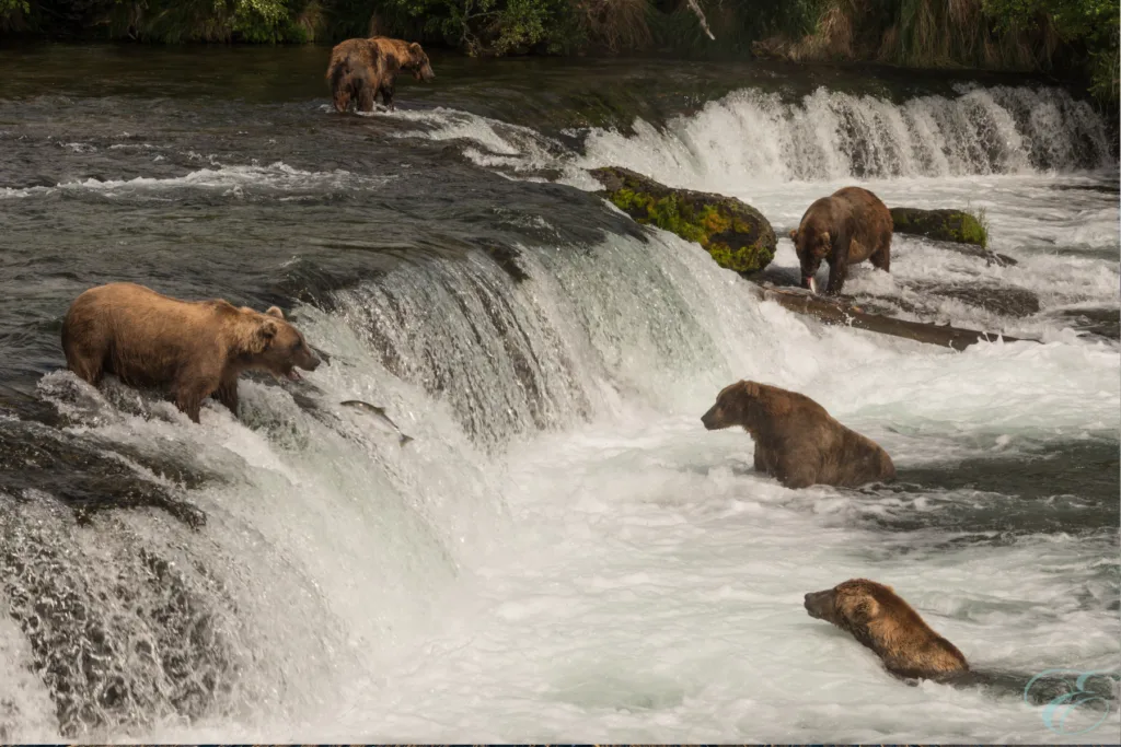 Homer Alaska