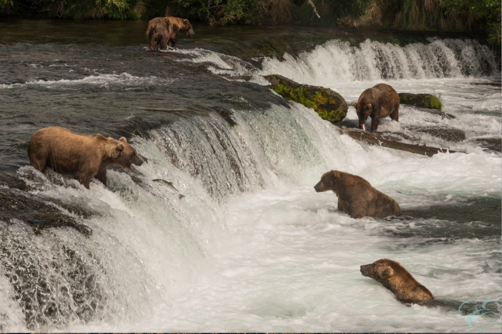 Homer Alaska