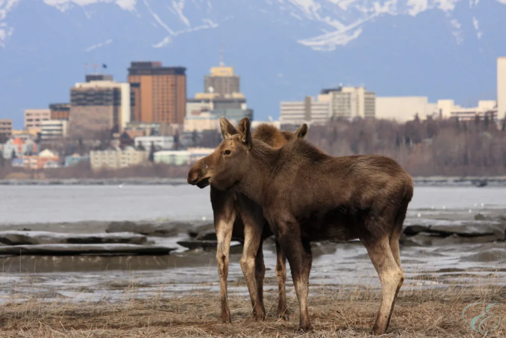 Anchorage Alaska