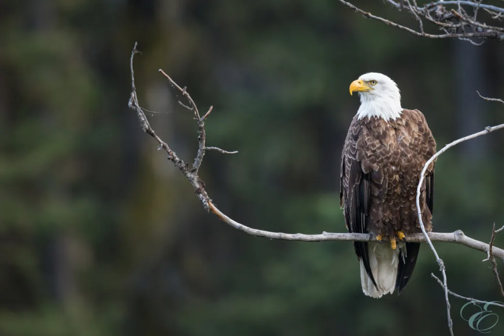 Cooper Landing Alaska