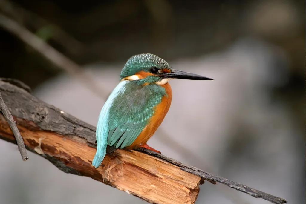 Day Trips from Delhi India