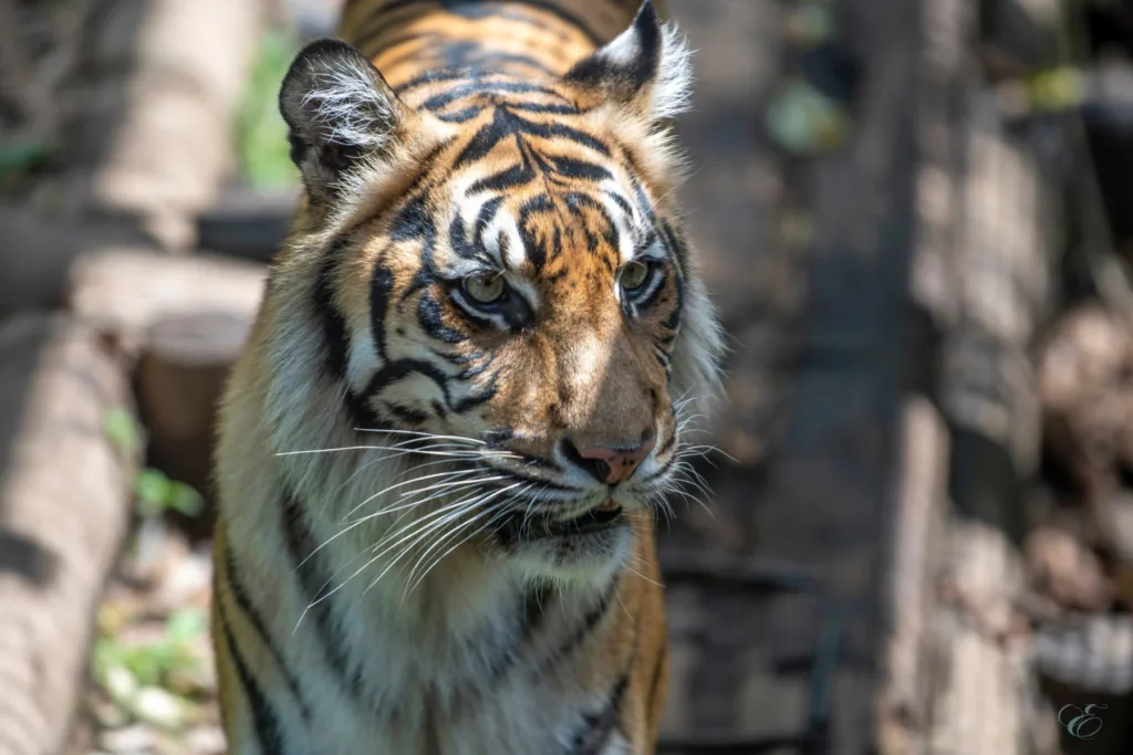 reasons to travel in India